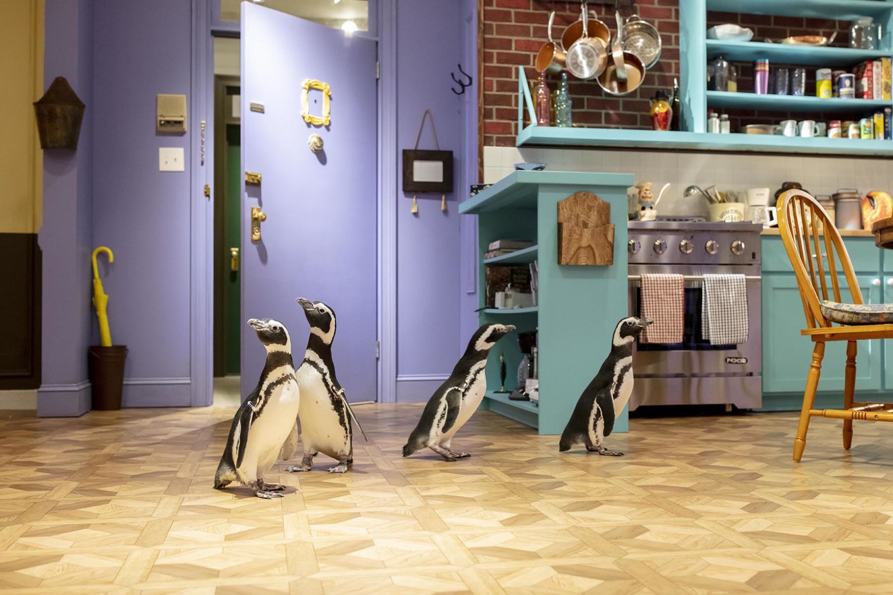 Penguin 'Friends'